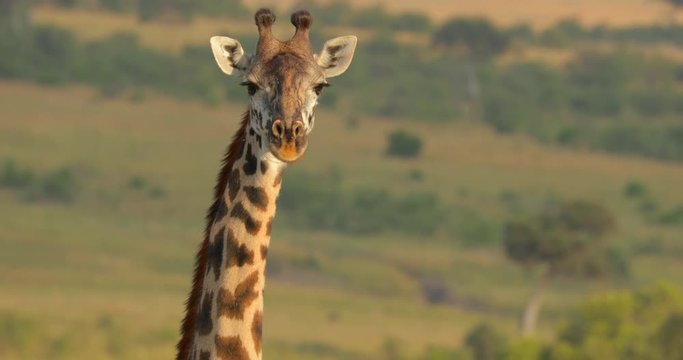 Maasai Giraffe at Maasai Mara National Reserve, Kenya, Africa