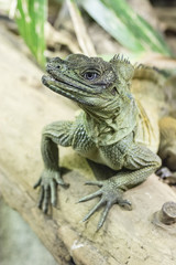 Amboina Sail Finned Lizard