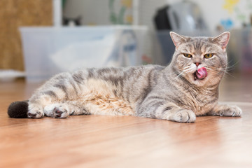 big gray cat lying on the floor with his tongue out