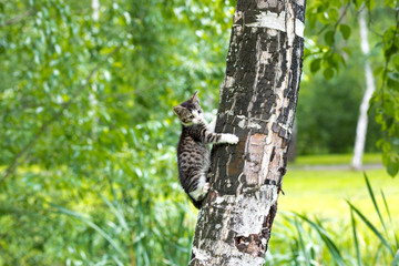 Gray kitten with a white muzzle climbing a birch