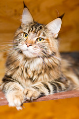 The Maine Coon cat at the age of 9 months lies on the shelf
