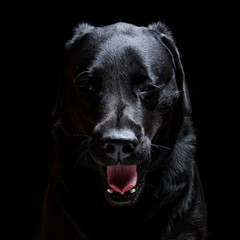 Black Labrador dog portrait on a black background