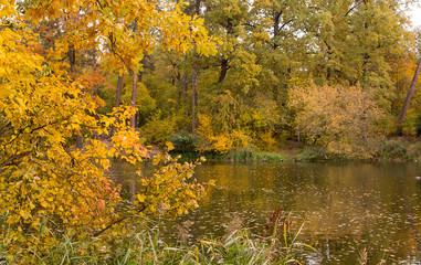 bright colors of autumn in the park by the lake