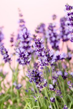 Fototapeta Lavender flowers.