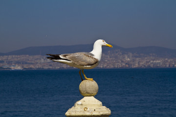 Seagull