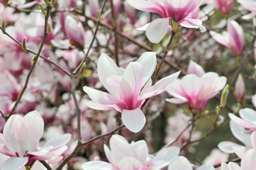 Magnolia Flowers On Tree Branch