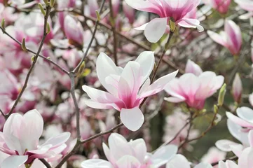 Foto op Canvas Magnolia Flowers On Tree Branch © jStock