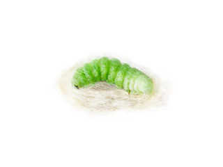 Green caterpillar in the stage of cocoon formation isolated on a white background. Thread cocoon. First stage of the formation of the chrysalis of the butterfly.
