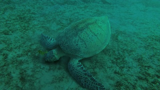 Leucism - Big male Green Sea Turtle (Chelonia mydas) with Golden Trevally (Gnathanodon speciosus) eats sea grass, Red sea, Marsa Alam, Abu Dabab, Egypt
