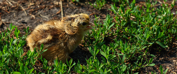 Beautiful small chick in the green grass