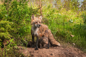 Red Fox Vixen (Vulpes vulpes) Looks Right Kit Beneath