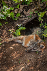 Grey Fox (Urocyon cinereoargenteus) Vixen Lies With Head Out of Den