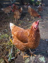 Poultry - Brown Layer hens (free range)