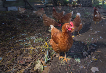 Poultry - Brown Layer hens (free range)