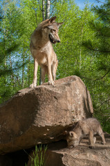 Grey Wolf (Canis lupus) Stands on Rock With Pup Below
