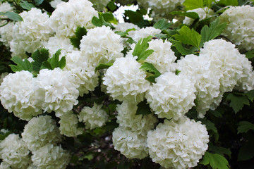 White flowers of blooming snowball tree