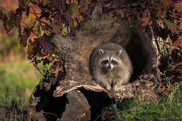 Raccoon (Procyon lotor) Looks Forward From Within Log