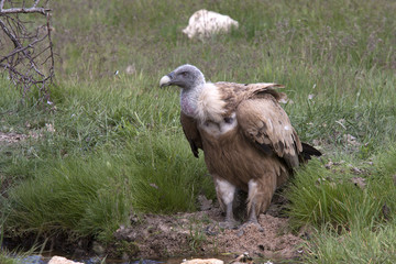 Gyps fulvus_3