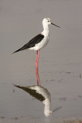 himantopus himantopus