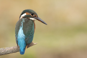 Alcedo athis