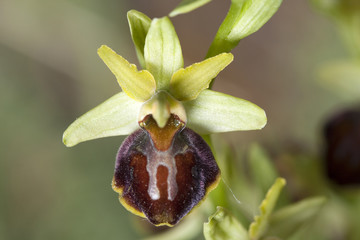 Ophrys sphegodes