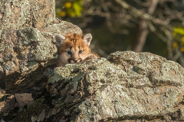Female Cougar Kitten (Puma concolor) Stares Out From Rocks