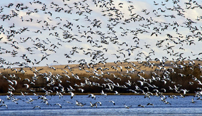 Snow Geese Taking Flight