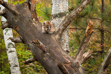 Female Cougar Kitten (Puma concolor) Nearly Hidden in Tree