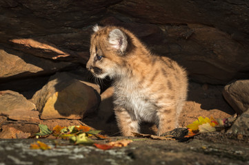 Female Cougar Kitten (Puma concolor) Looks Left Under Rock Ledge