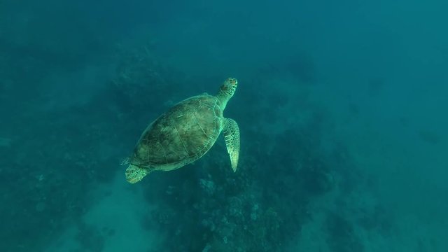 Female Green Sea Turtle (Chelonia mydas) floats in crystal clear water to surface , Red sea, Marsa Alam, Abu Dabab, Egypt
