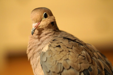 Mourning Dove