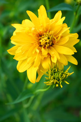 Yellow flower on green background