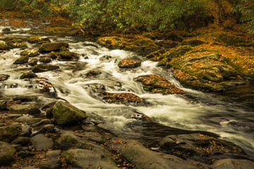 Great Smoky Mountain Stream