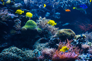 Fototapeta na wymiar Underwater scene. Coral reef, colorful fish groups