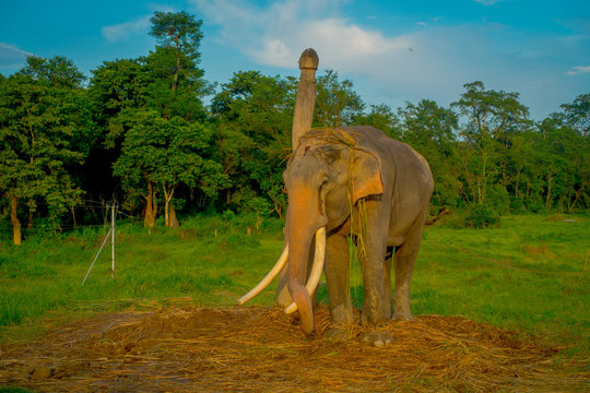Beautiful sad elephant chained in a wooden pillar at outdoors, in Chitwan National Park, Nepal, sad paquiderm in a nature background, animal cruelty concept