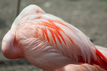 Fototapeta na wymiar Resting Flamingo