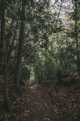 Obraz premium Juney Whank Falls Trail in Smoky Mountain National Park, North Carolina