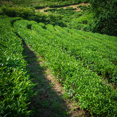 Fototapeta na wymiar tea plantations in Sochi, Russia