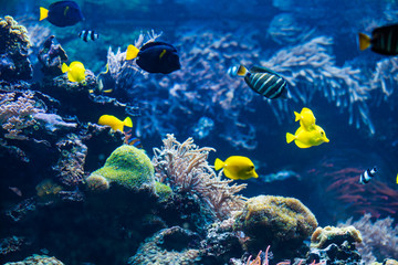  tropical Fish. Underwater world landscape