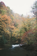 Obraz premium Vertical view of Deep Creek in Smoky Mountains National Park , North Carolina