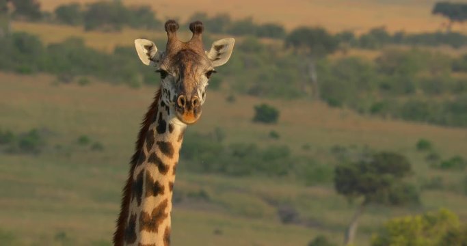 Maasai Giraffe at Maasai Mara National Reserve, Kenya, Africa