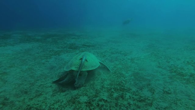 Leucism - Big male Green Sea Turtle (Chelonia mydas) with Remora fish (Echeneis naucrates) eats sea grass on a sandy bottom, Red sea, Marsa Alam, Abu Dabab, Egypt
