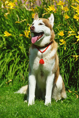 Brown and white Siberian Husky dog with an amulet on its neck sitting on a green grass near yellow lily flowers in summer