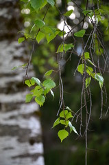 Birkenblätter, Birke