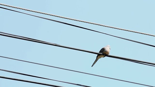 Dove hold on the wire