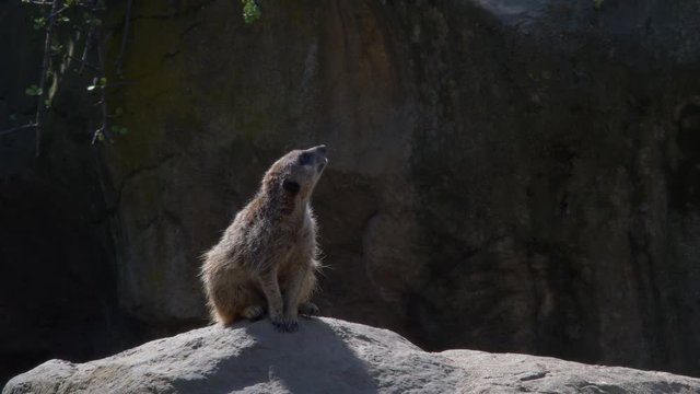 MERKAT LOOKING UP AT SOMETHING INTERESTING