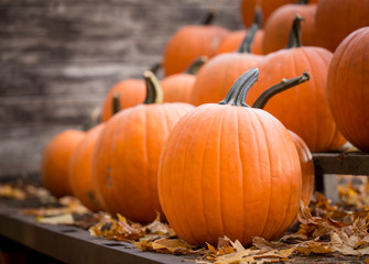 pumpkins in a row