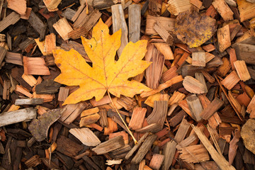 maple leaf in wood chips