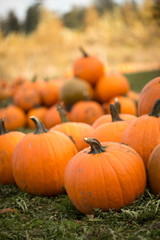pumpkins at a pumpkin patch