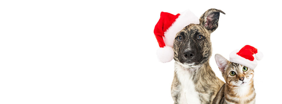Christmas dog and cat website banner